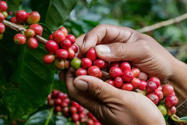 7 Παράγοντες που επηρεάζουν τη γεύση του καφέ 7 Παράγοντες που επηρεάζουν τη γεύση του καφέ